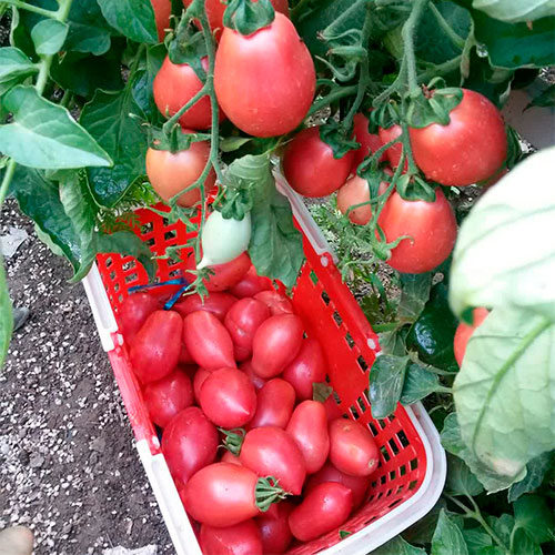 Где купить помидоры Дуйсбург