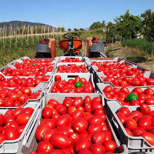 Где купить помидоры Виттен