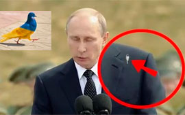 Голубь Мира — Демура