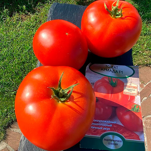 Где купить помидоры Варна