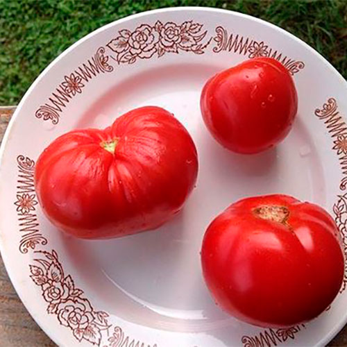 Где купить помидоры Крагуевац