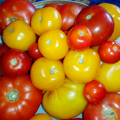Где купить помидоры Велико-Тырново