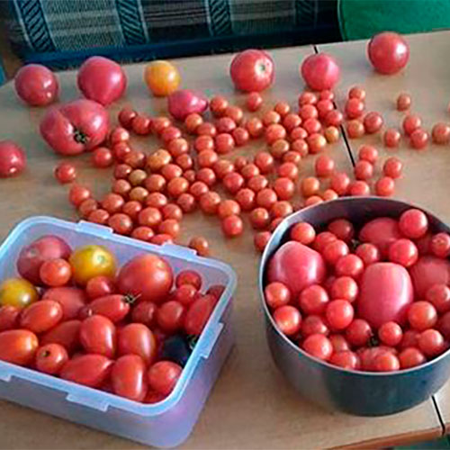 Где купить помидоры Самарканд