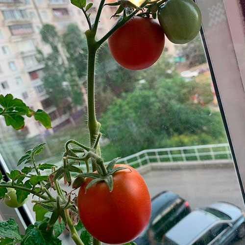 Где купить помидоры Торунь