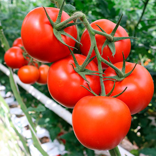 Где купить помидоры Габрово