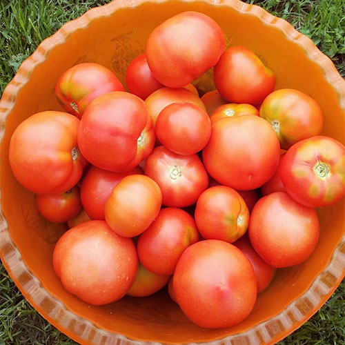 Где купить помидоры Кутаиси
