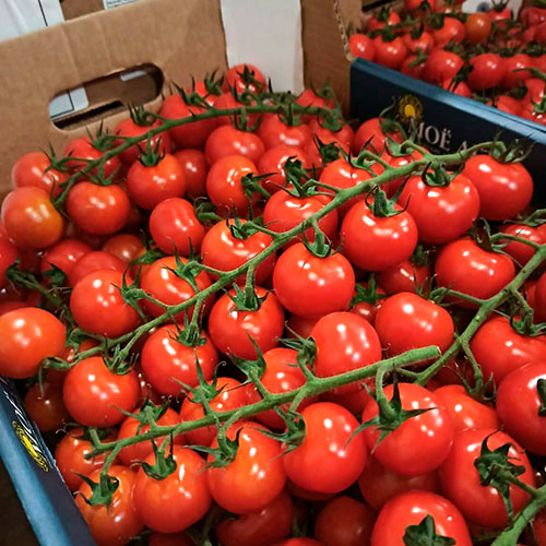 Где купить помидоры Донецк