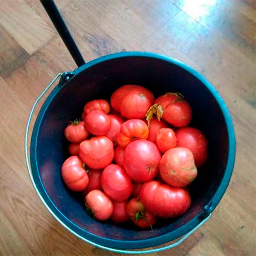 Где купить помидоры Лоуэр-Мерион