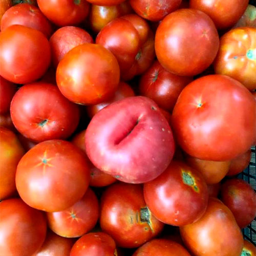 Где купить помидоры Лофлин