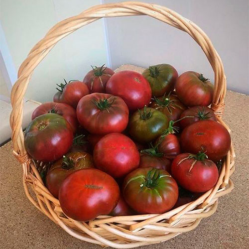 Где купить помидоры Пярну