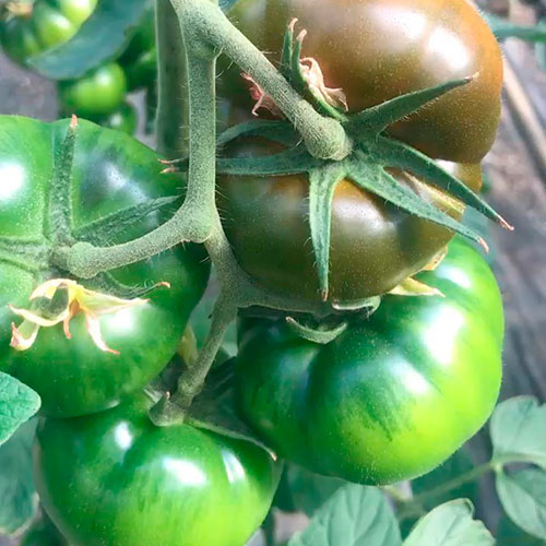 Где купить помидоры Ереван