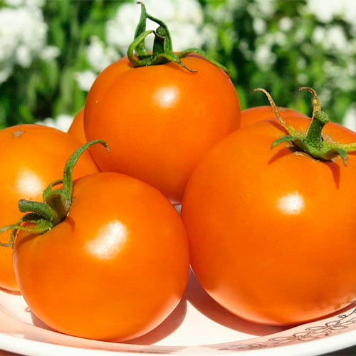 Где купить помидоры Пловдив