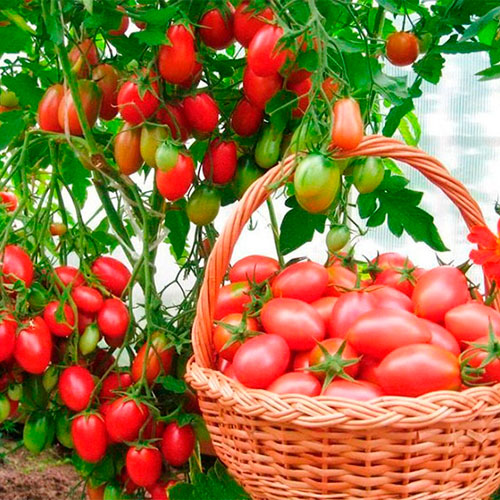 Где купить помидоры Буффало
