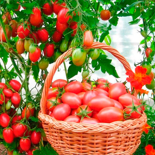 Где купить помидоры Констанц