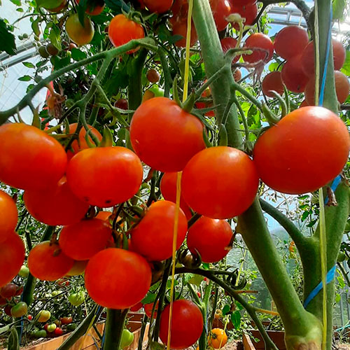 Где купить помидоры Каса-Гранде