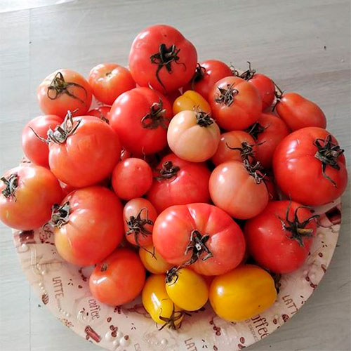 Где купить помидоры Балканабад