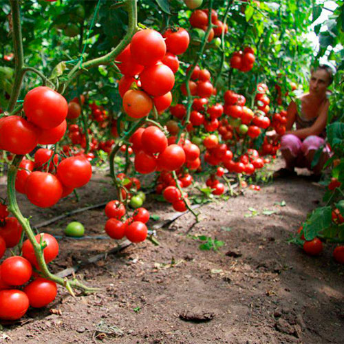 Где купить помидоры Южный-Кингстаун