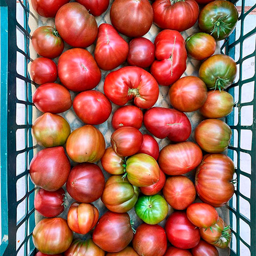 Где купить помидоры Ришон-ле-Цион