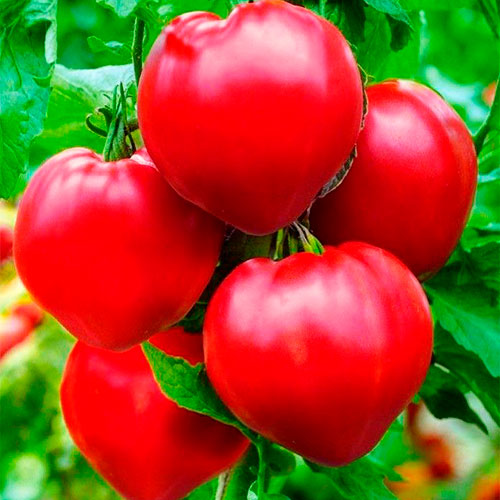 Где купить помидоры Елгава