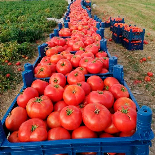 Где купить помидоры Кутаиси