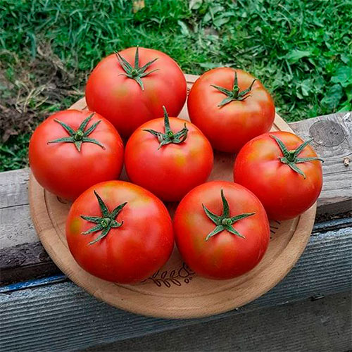 Где купить помидоры Усть-Каменогорск