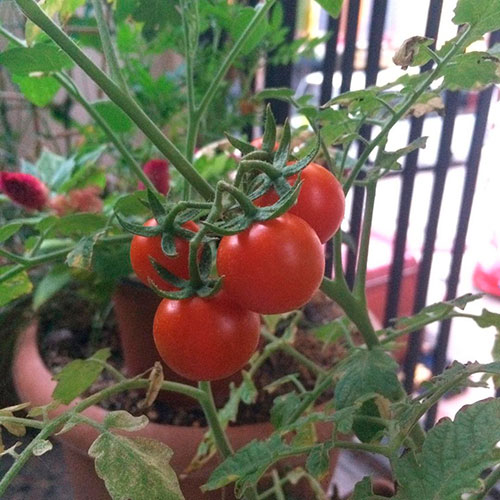 Где купить помидоры Душанбе