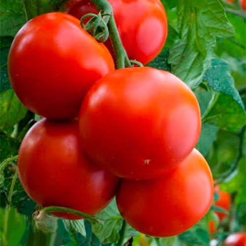Где купить помидоры Ваилуку
