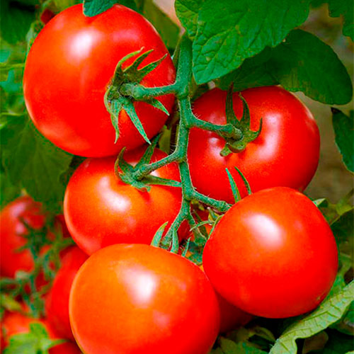 Где купить помидоры Нес-Циона